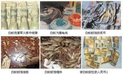 全面了解白蚁的危害